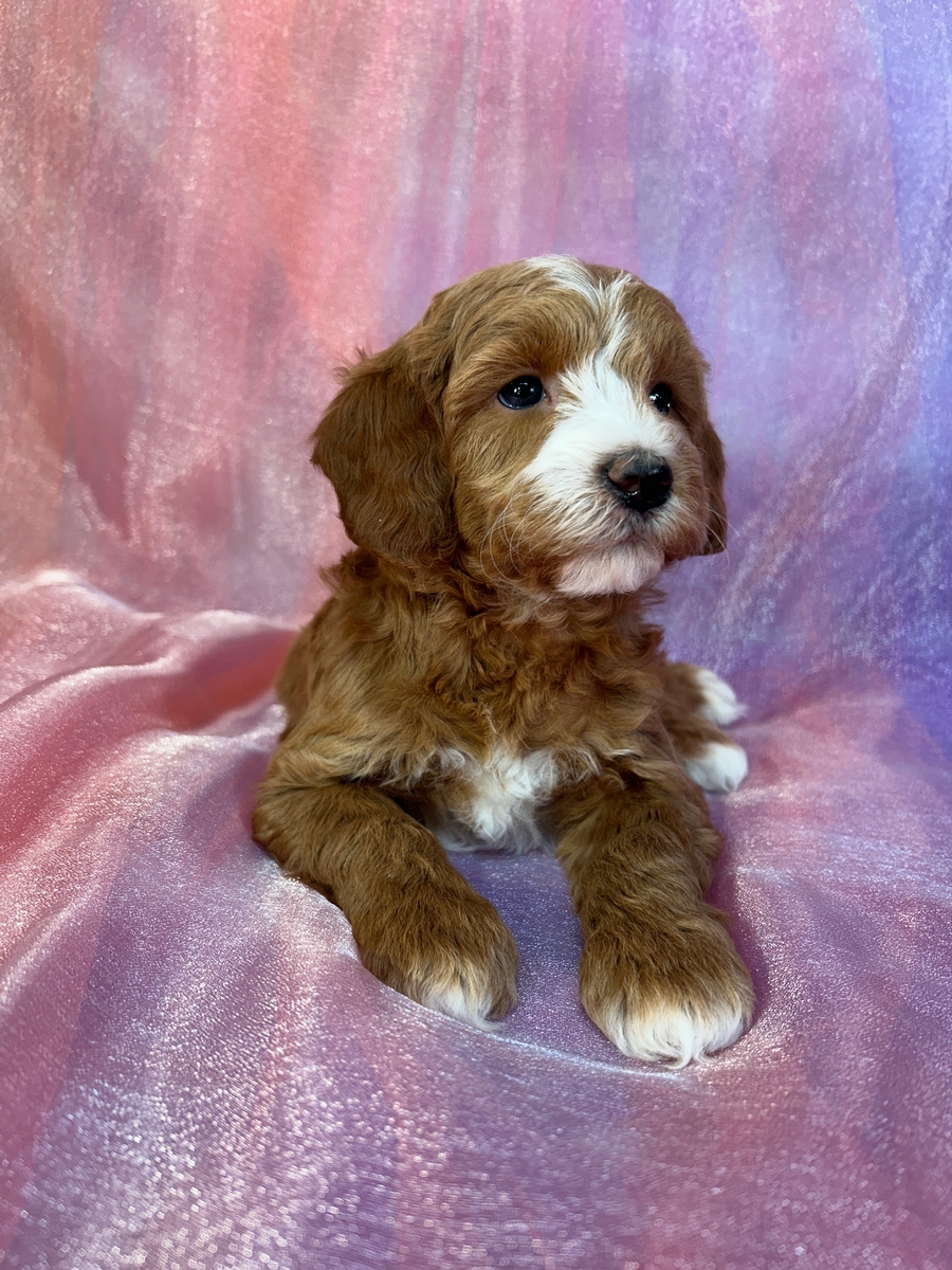 Red Male Cockapoo Puppy for Sale DOB 10-2-2024 $950